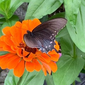 Meet your Posher, Sandy